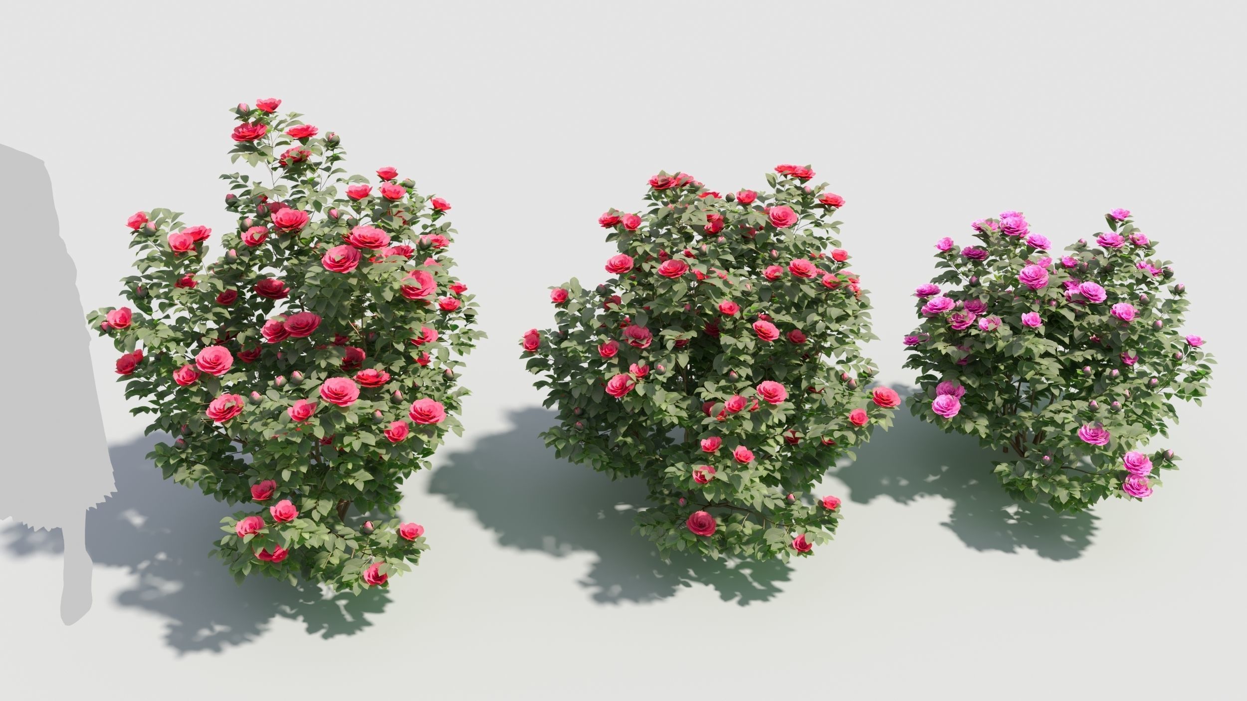 Camellia sasanqua 3D model_2