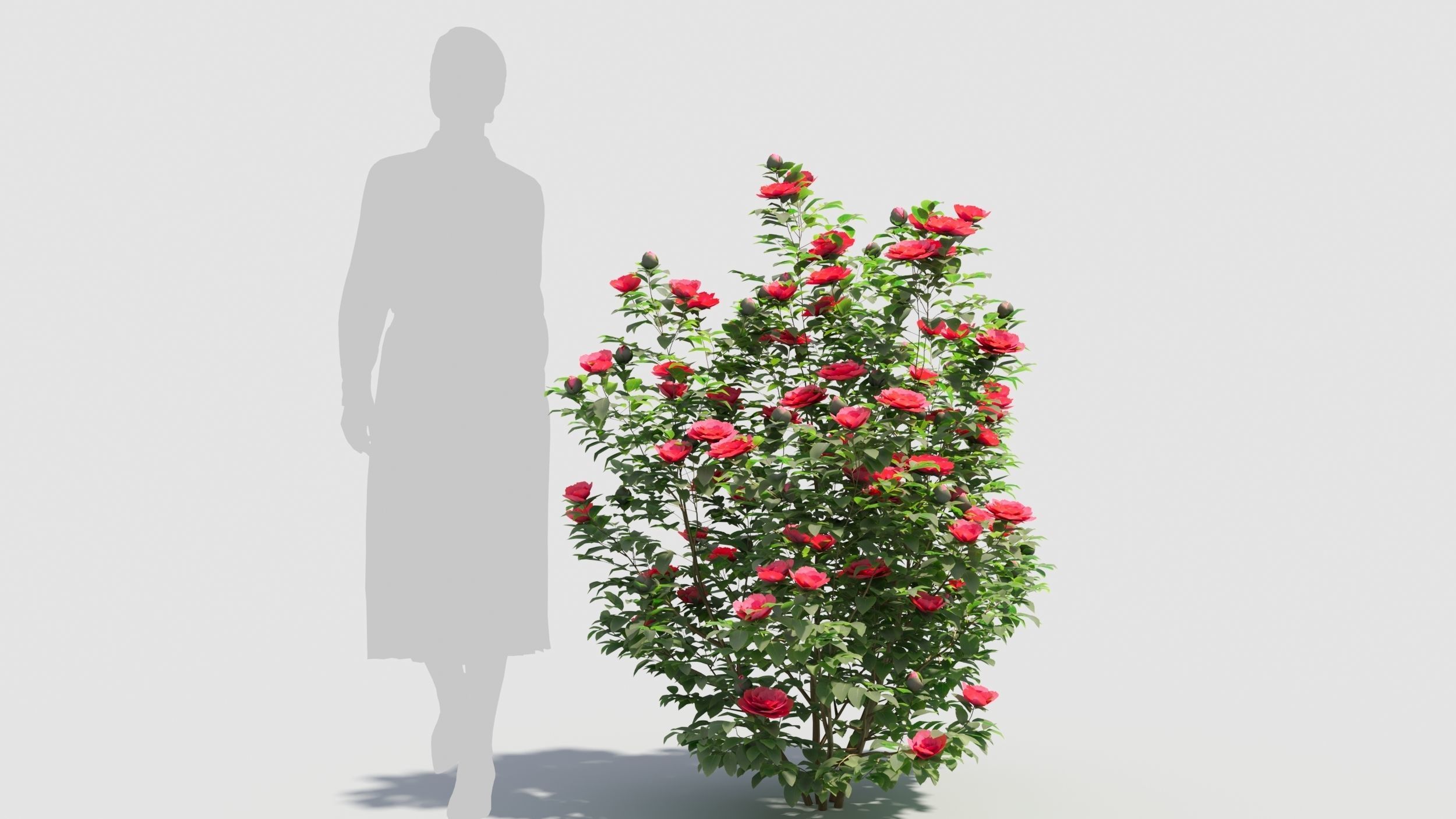 Camellia sasanqua 3D model_6