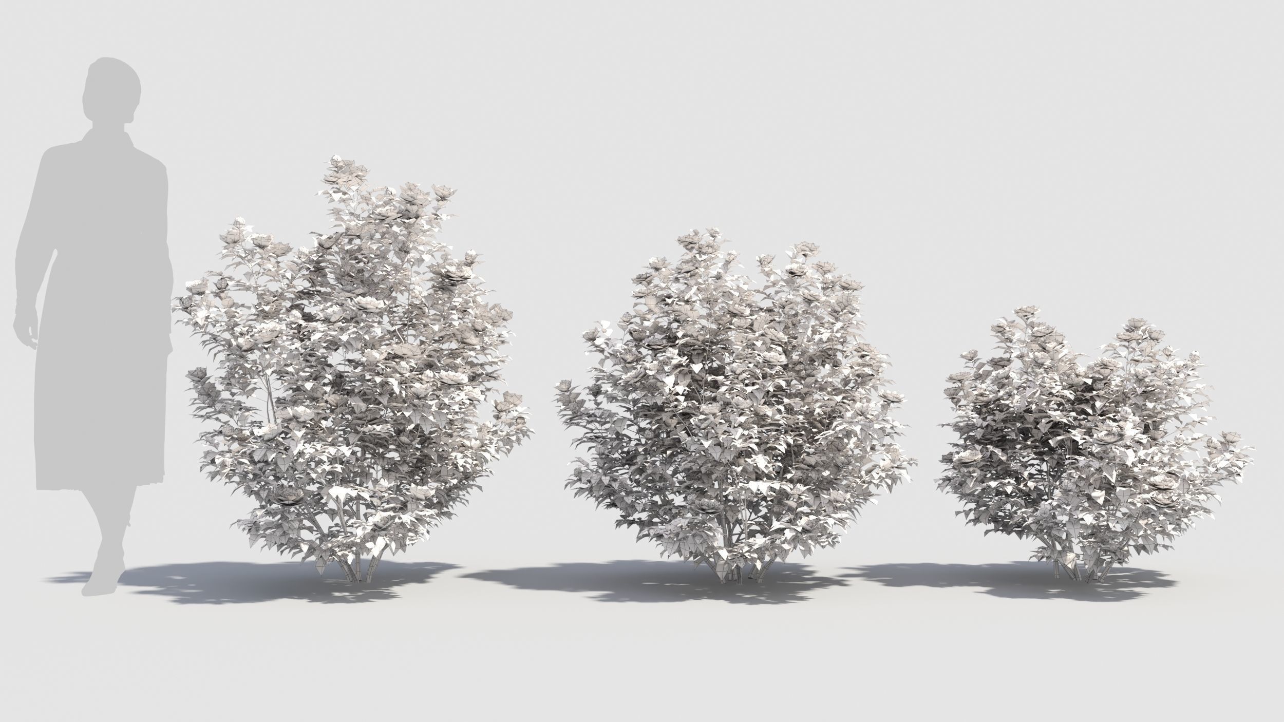 Camellia sasanqua 3D model_1