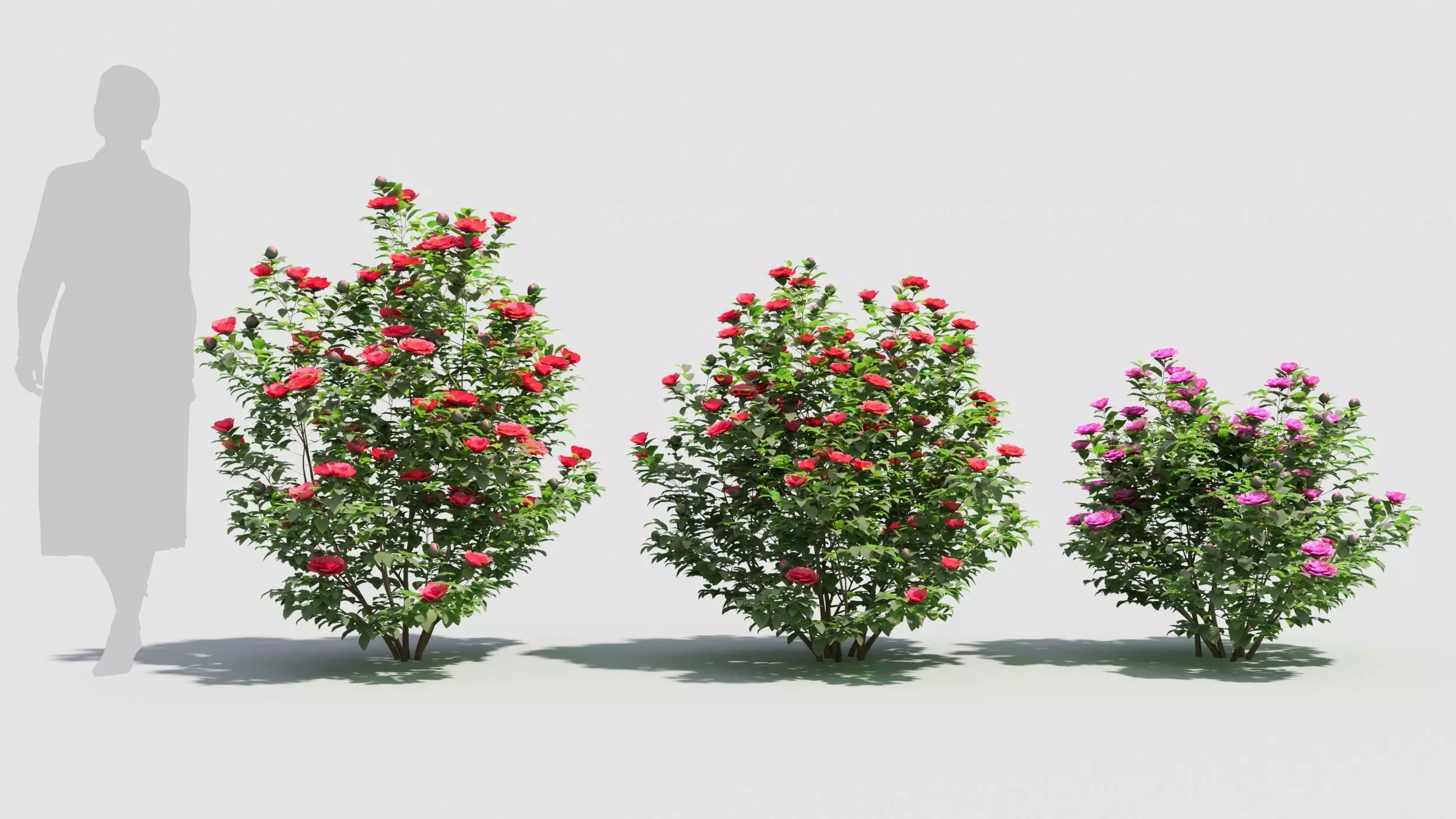 Camellia sasanqua 3D model_0