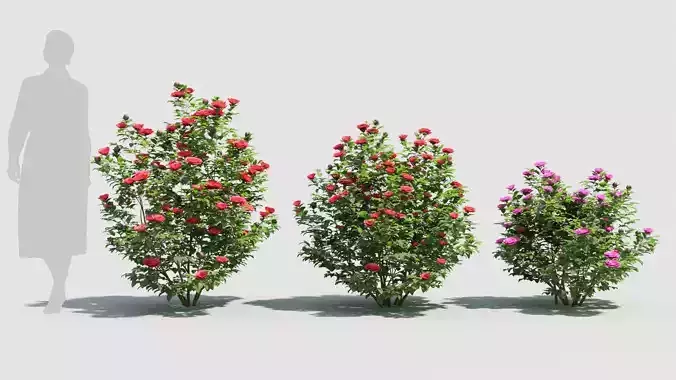 Camellia sasanqua 3D model