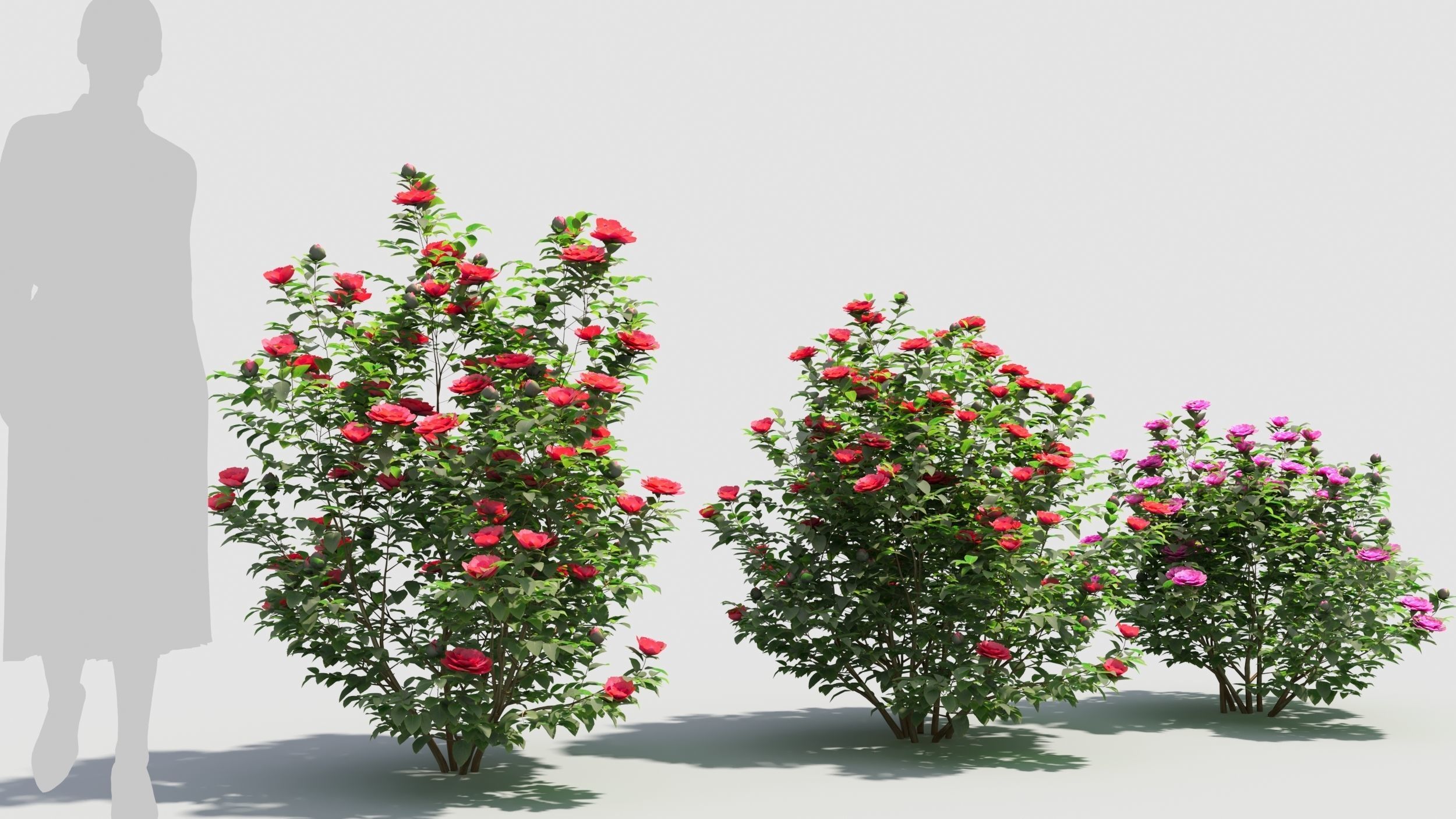 Camellia sasanqua 3D model_3