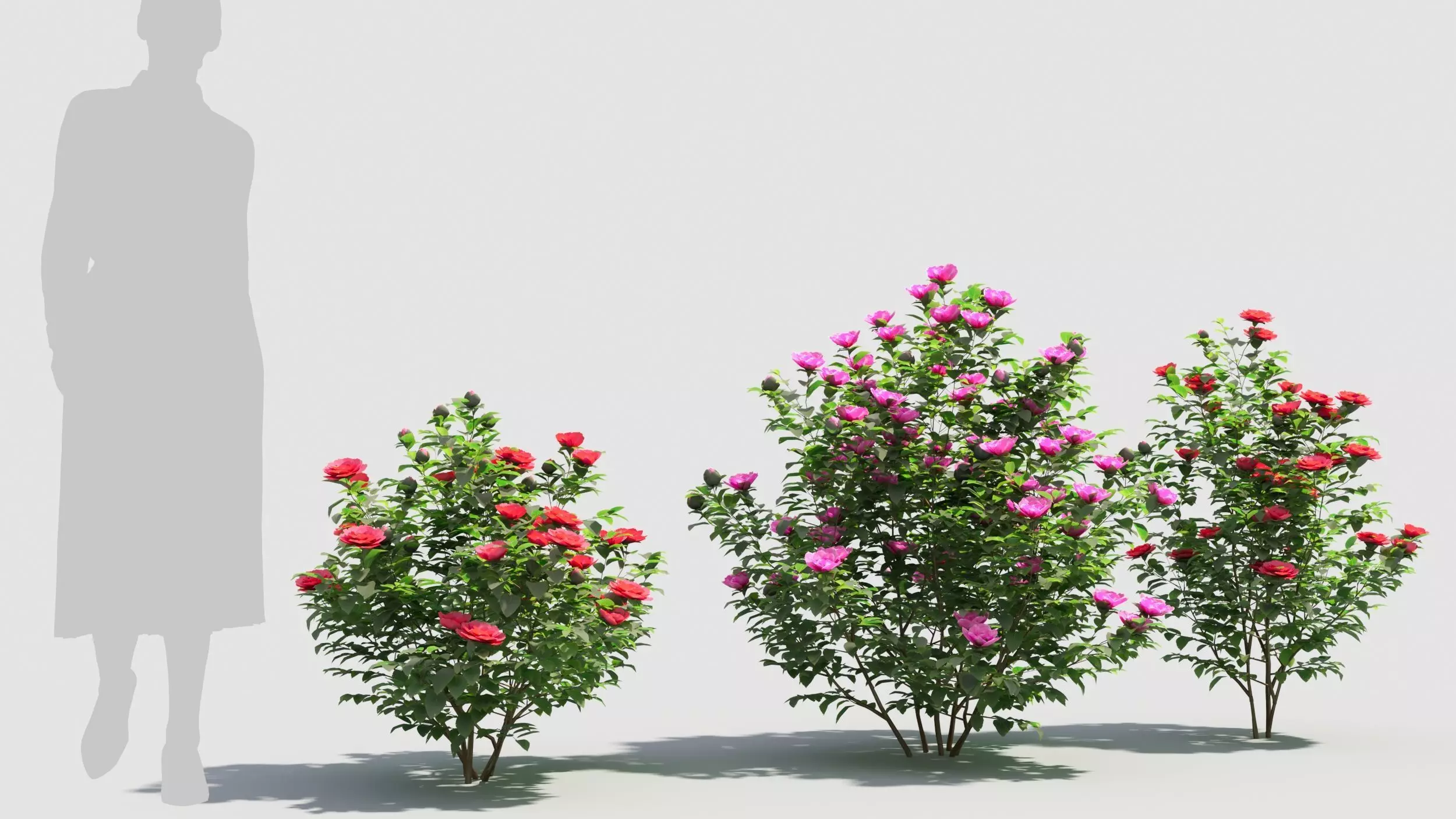 Camellia sasanqua 3D model