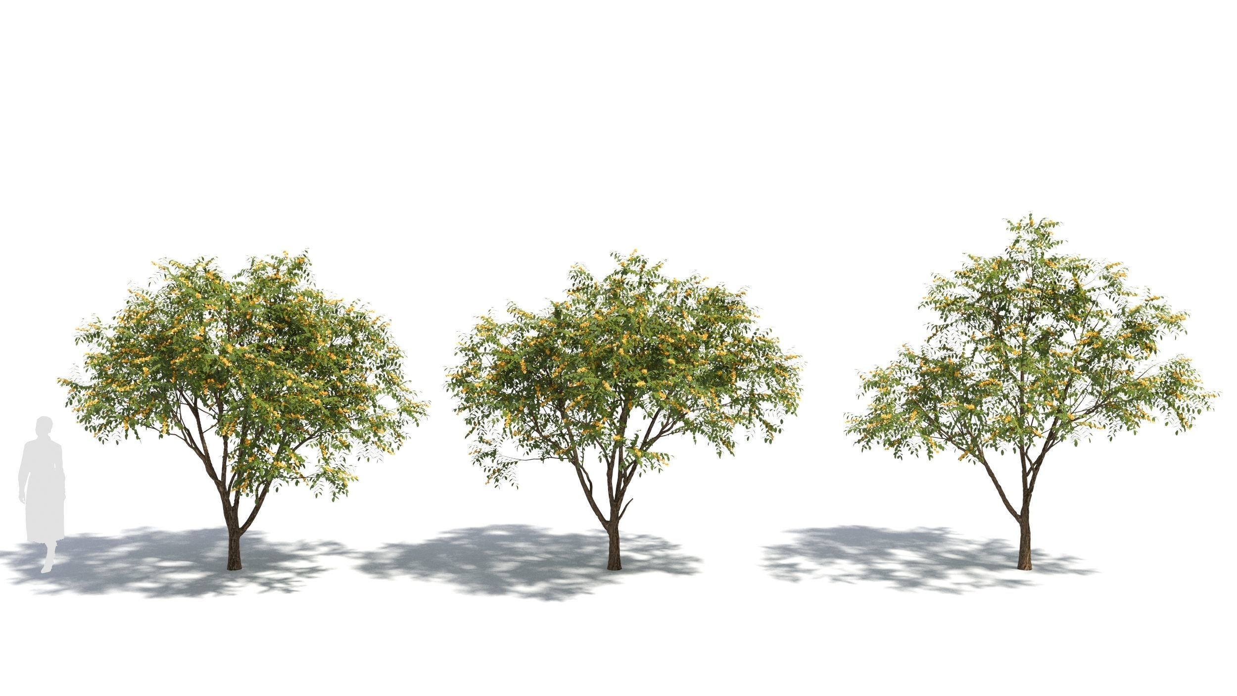 Styphnolobium tree 3D model_1
