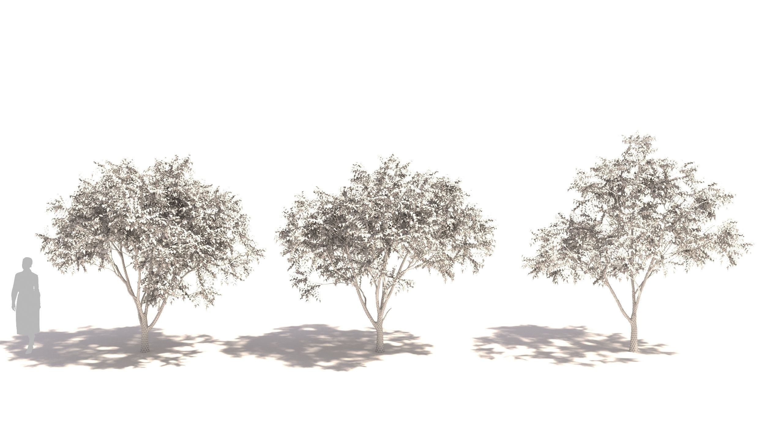 Styphnolobium tree 3D model_8