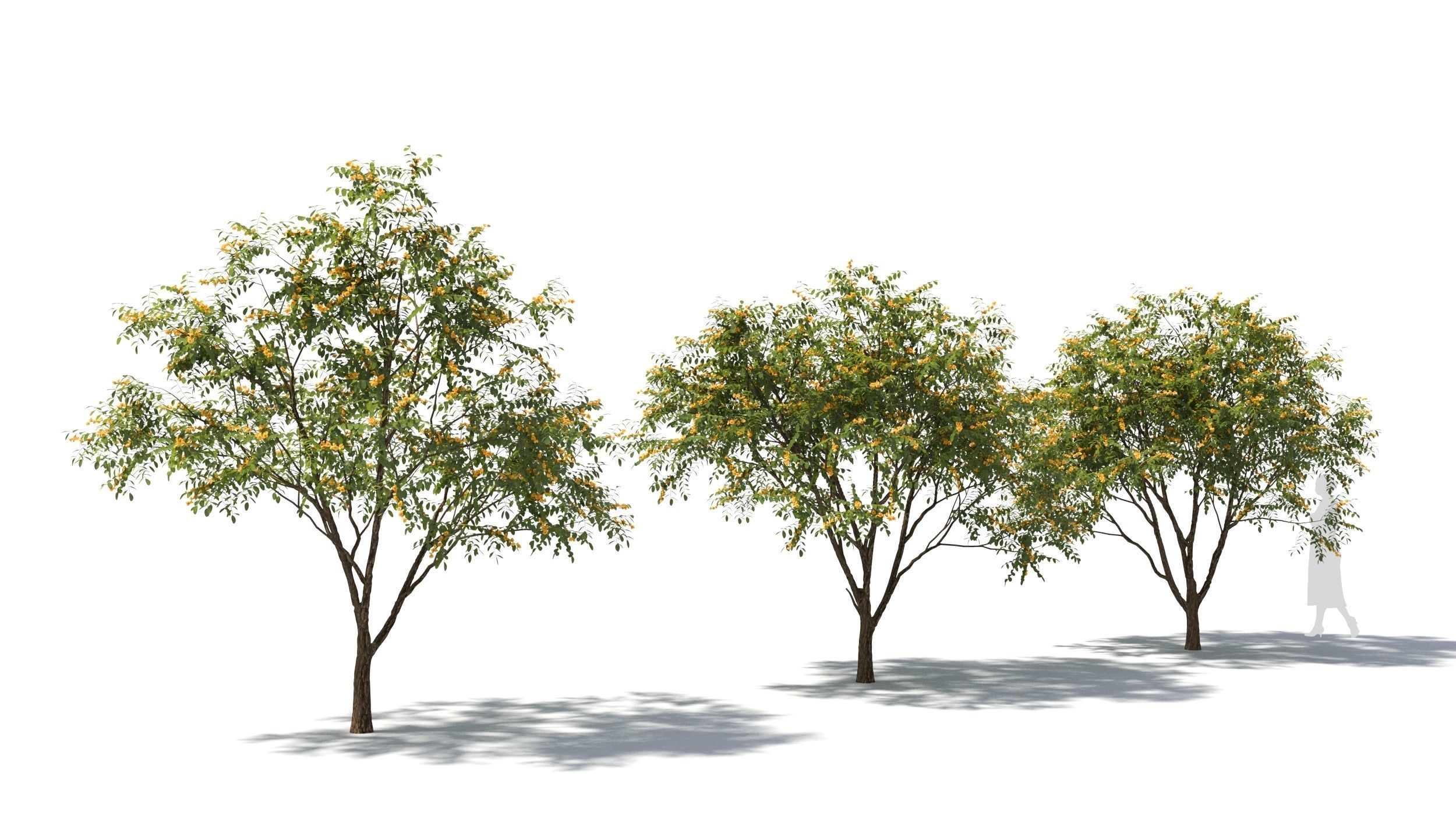 Styphnolobium tree 3D model_3