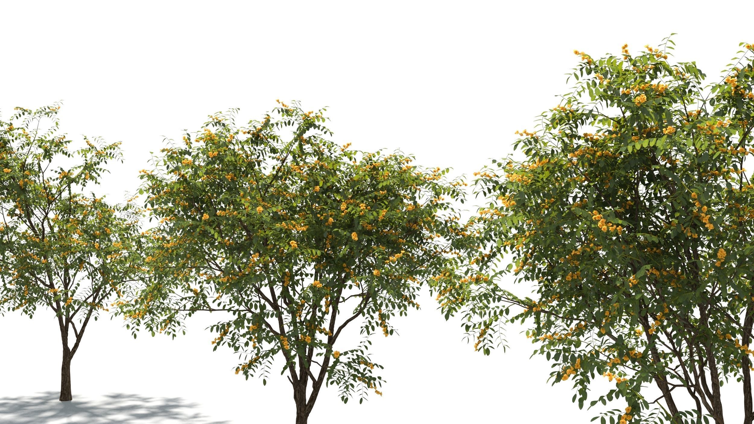Styphnolobium tree 3D model_4
