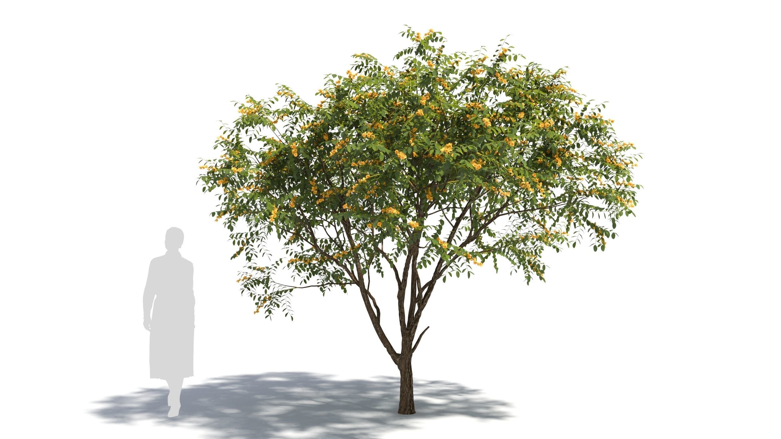 Styphnolobium tree 3D model_6
