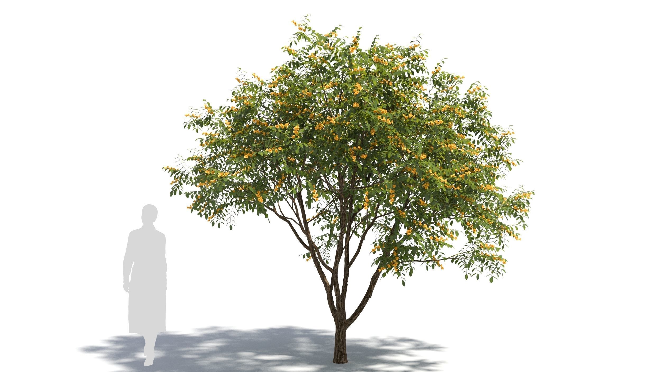 Styphnolobium tree 3D model_5