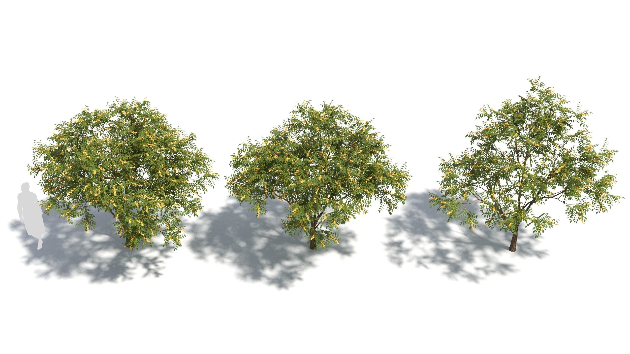 Styphnolobium tree 3D model_2