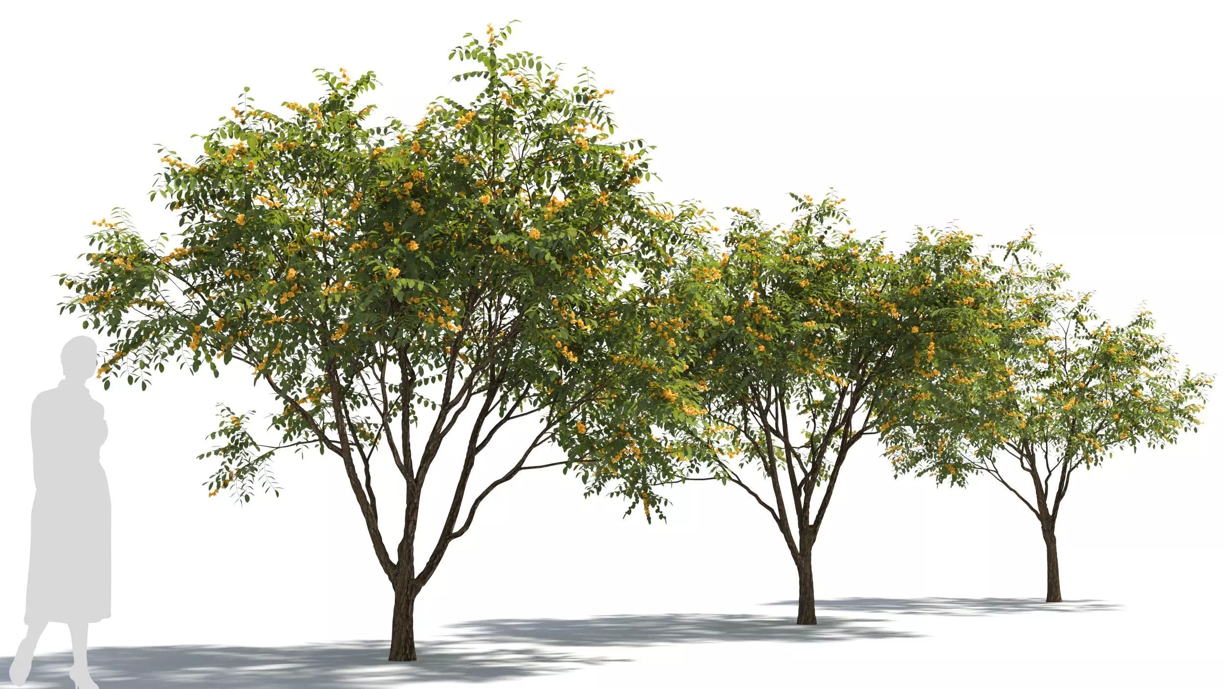 Styphnolobium tree 3D model_0
