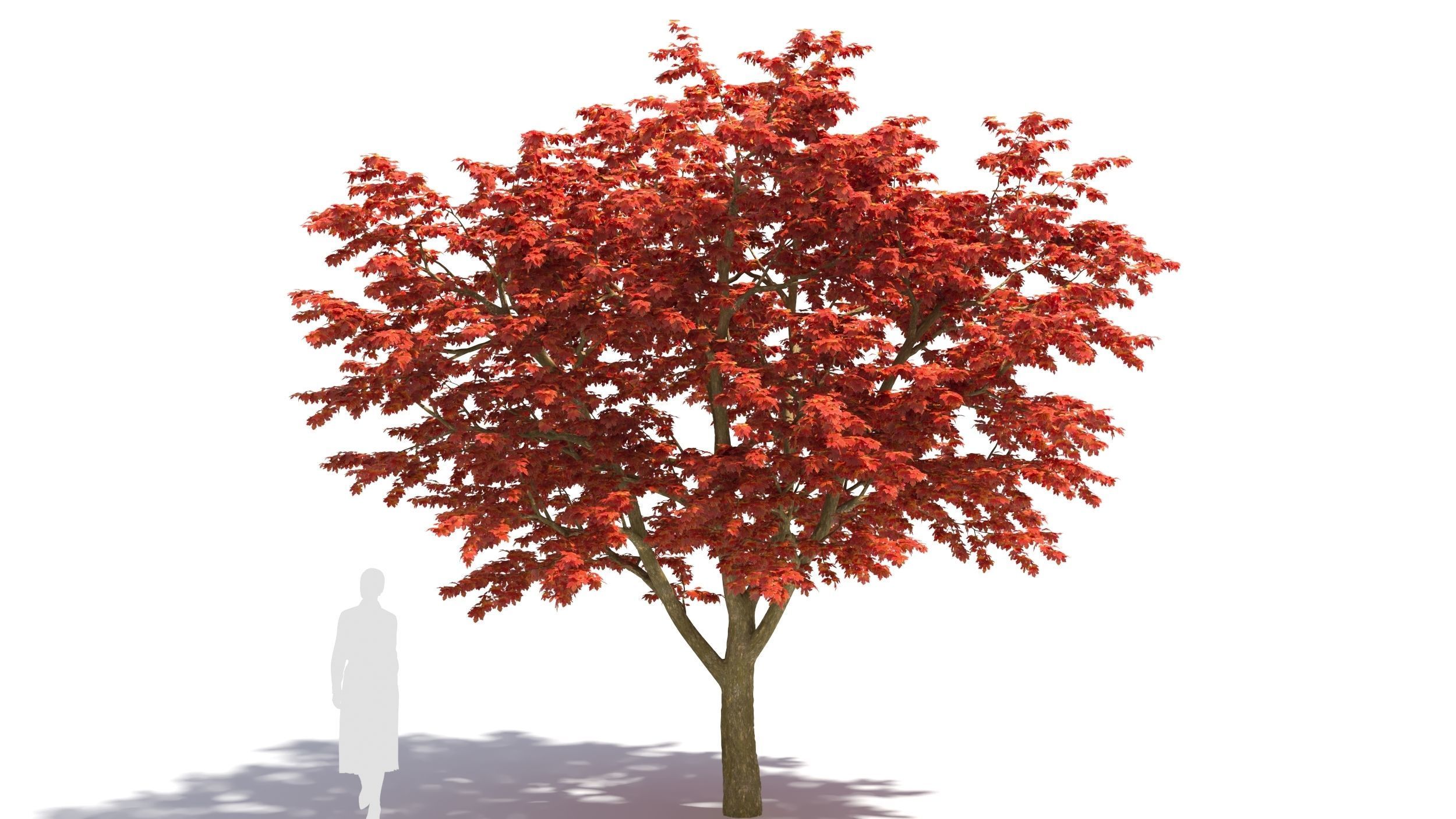 Sugar Maple tree 3D model_7