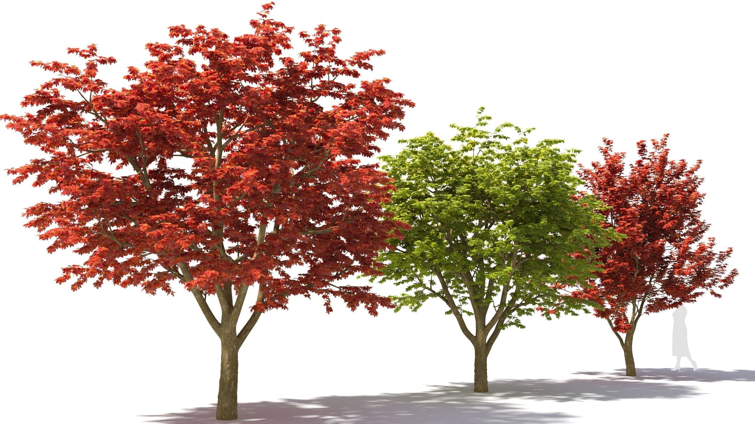 Sugar Maple tree 3D model_3