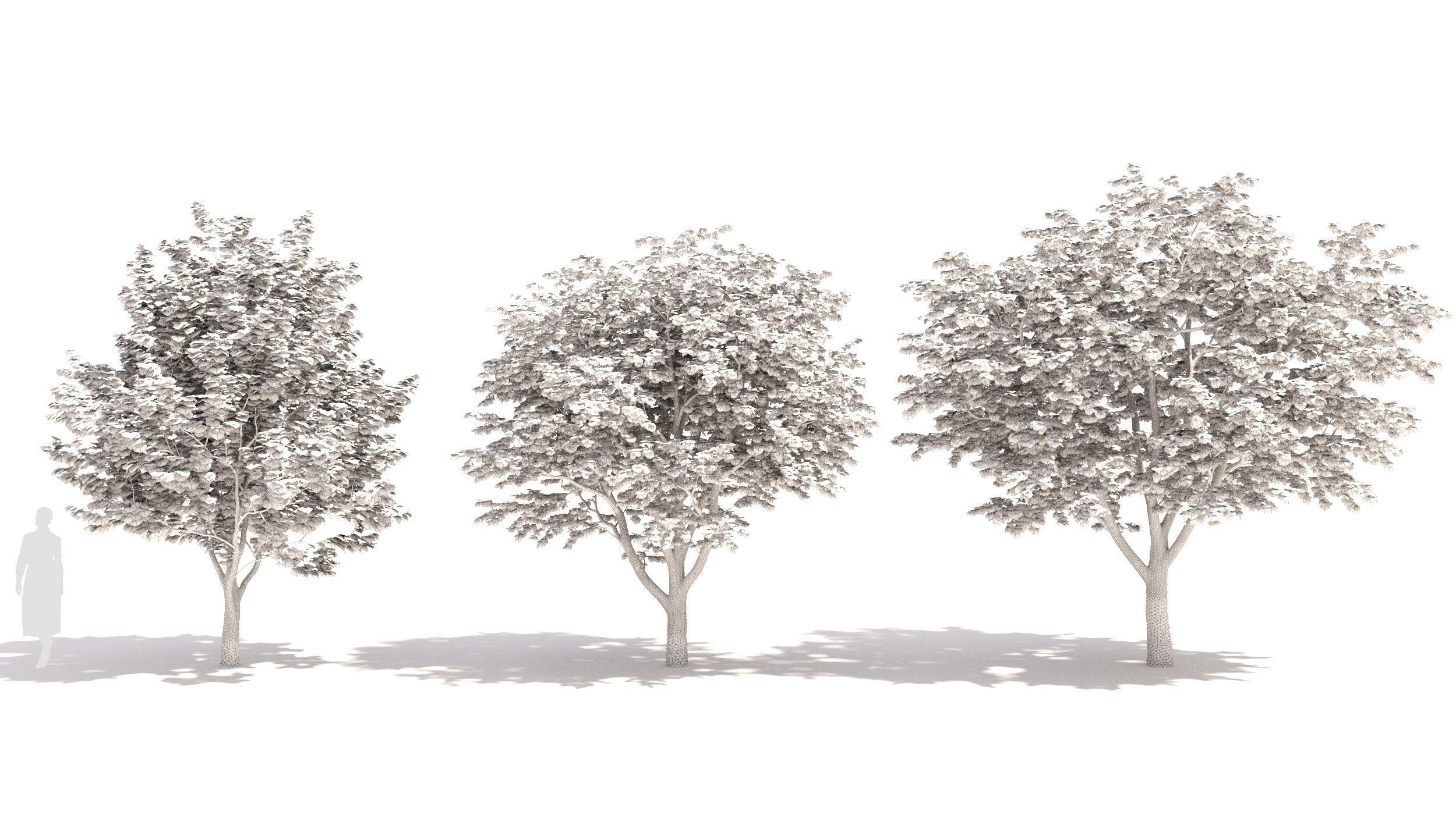 Sugar Maple tree 3D model_8