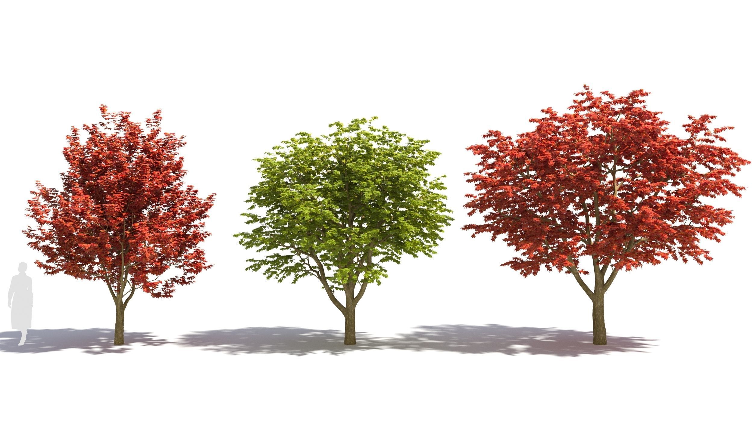 Sugar Maple tree 3D model_1