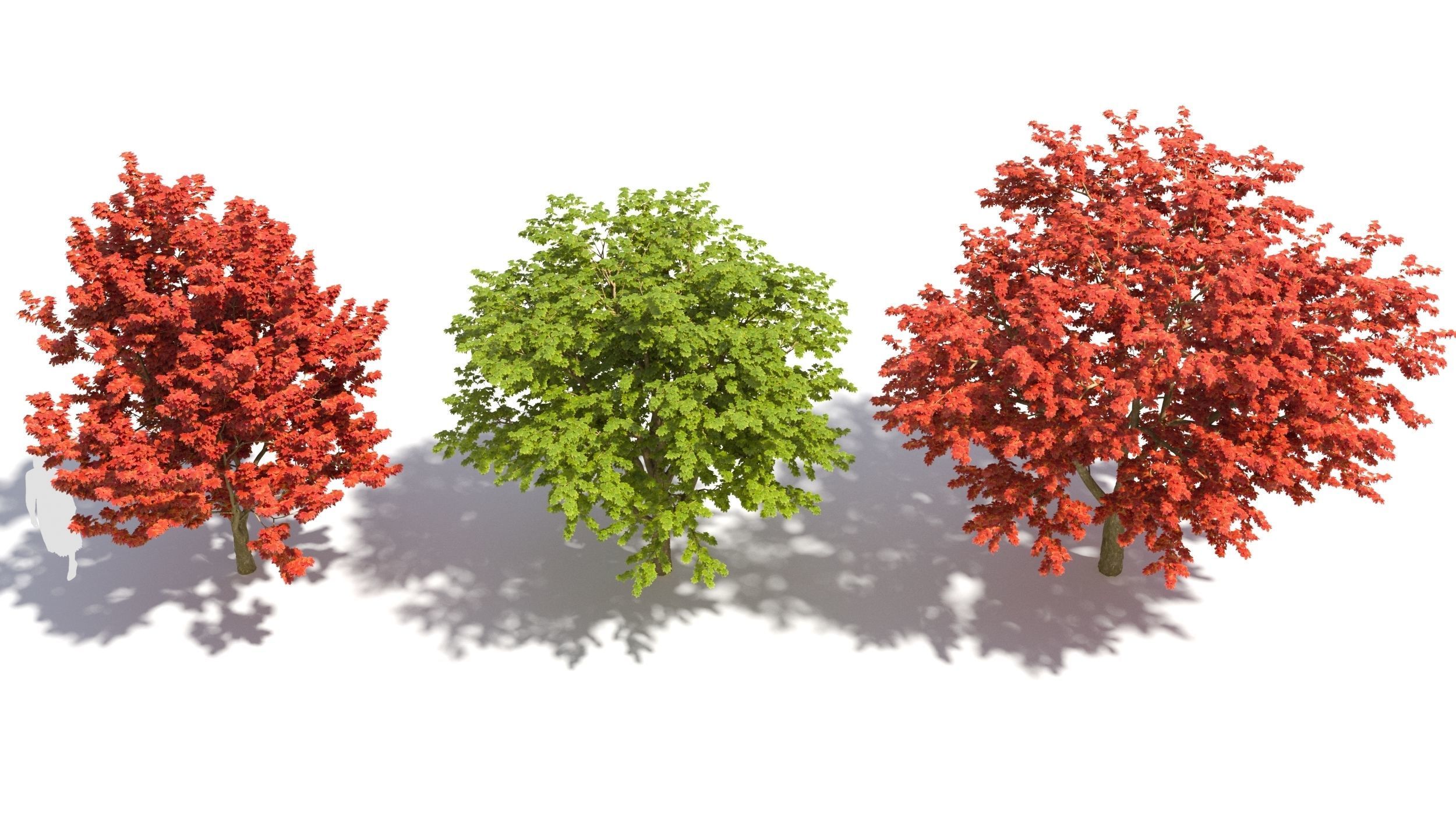 Sugar Maple tree 3D model_2