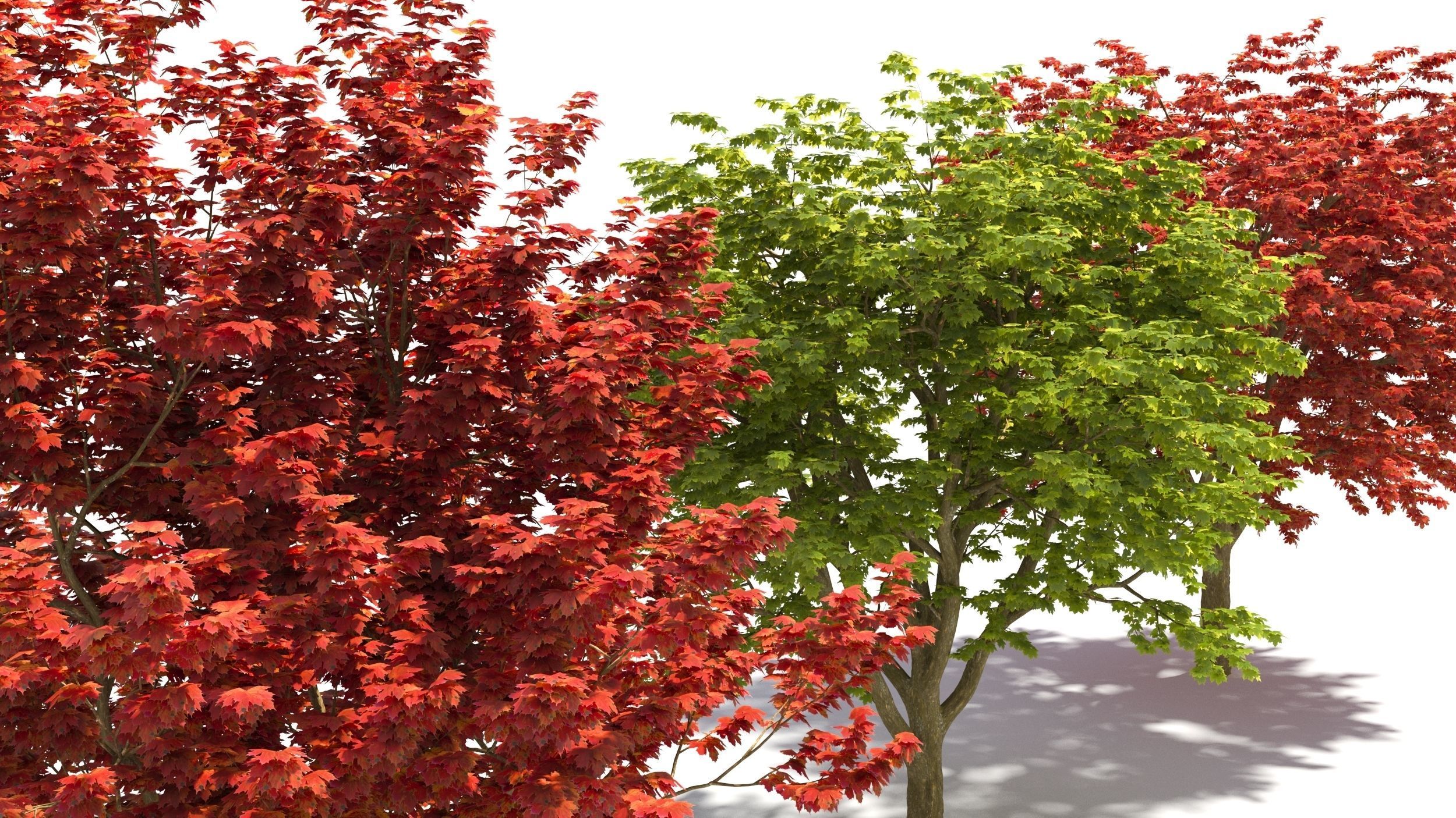Sugar Maple tree 3D model_4