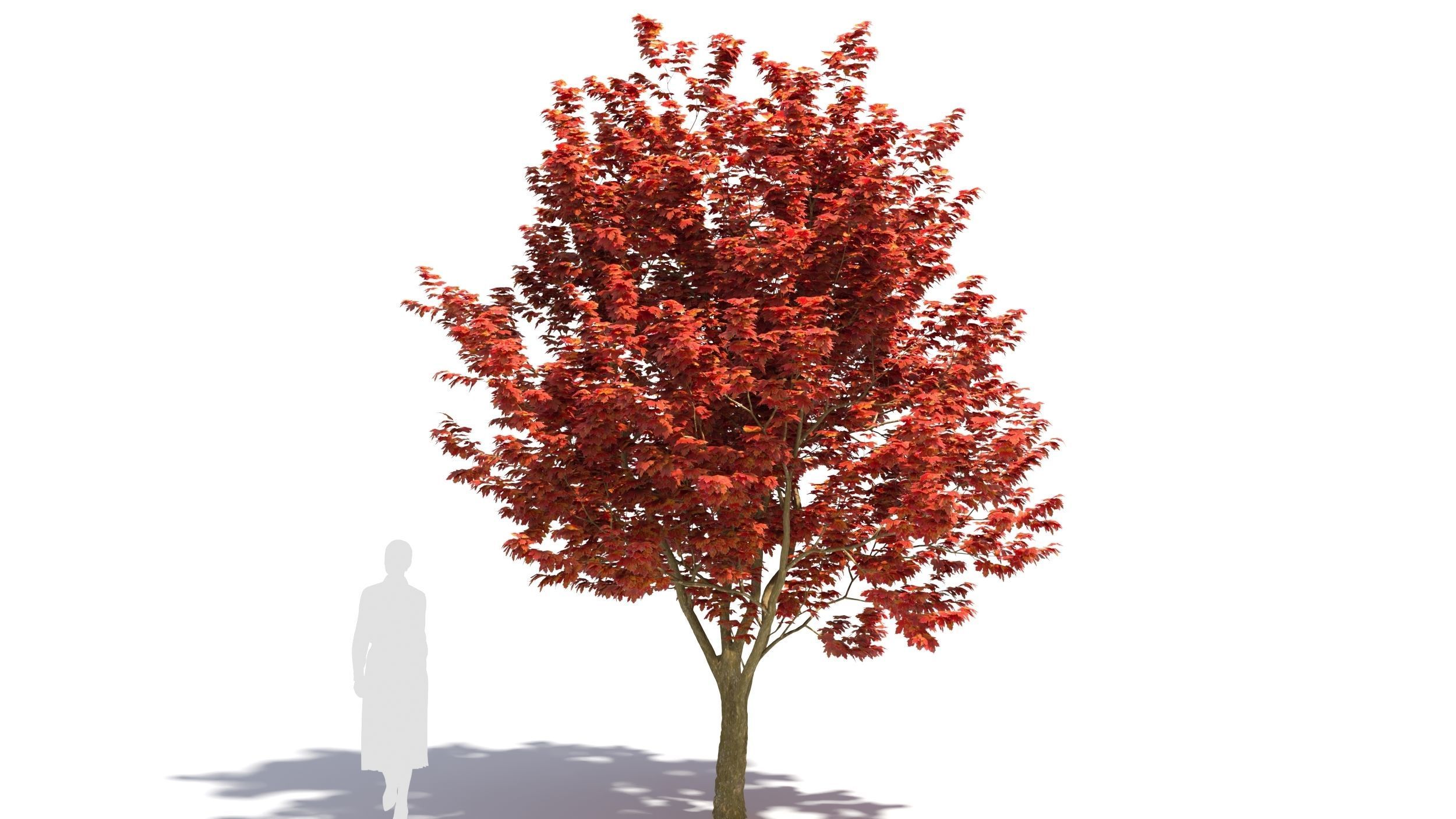 Sugar Maple tree 3D model_5