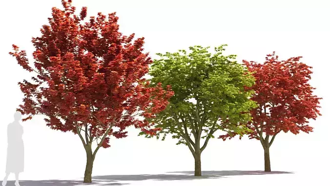 Sugar Maple tree 3D model