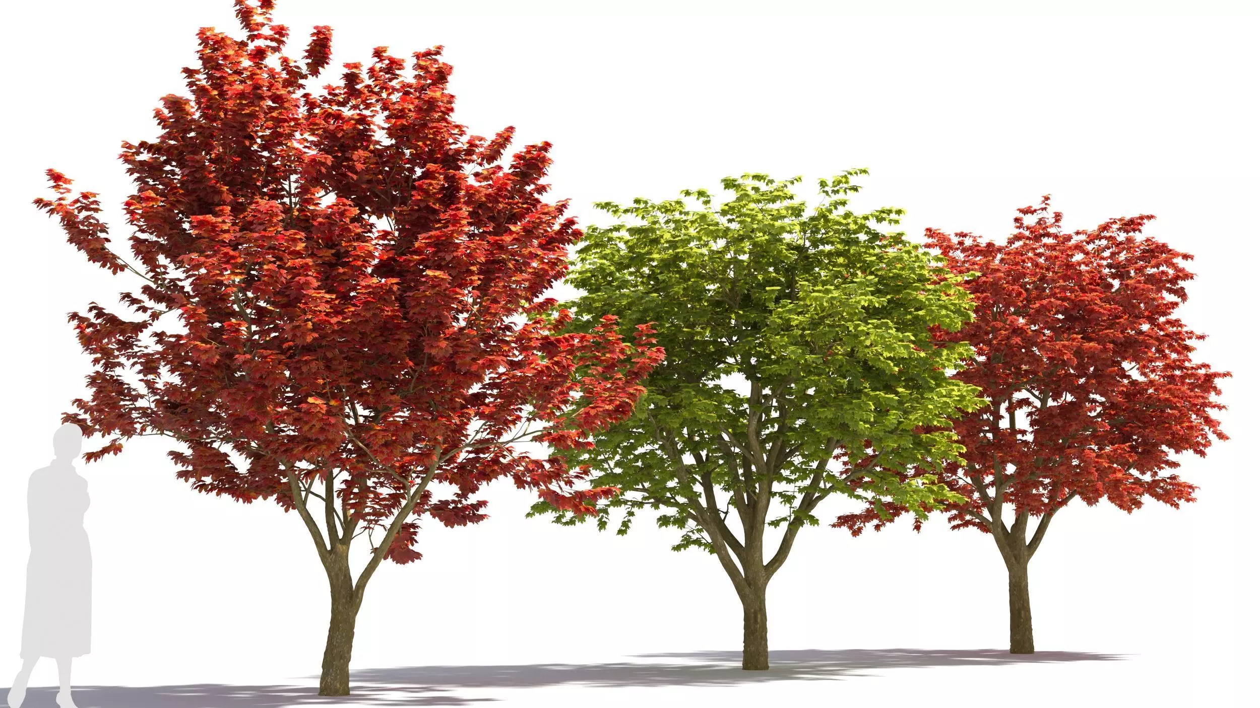 Sugar Maple tree 3D model_0