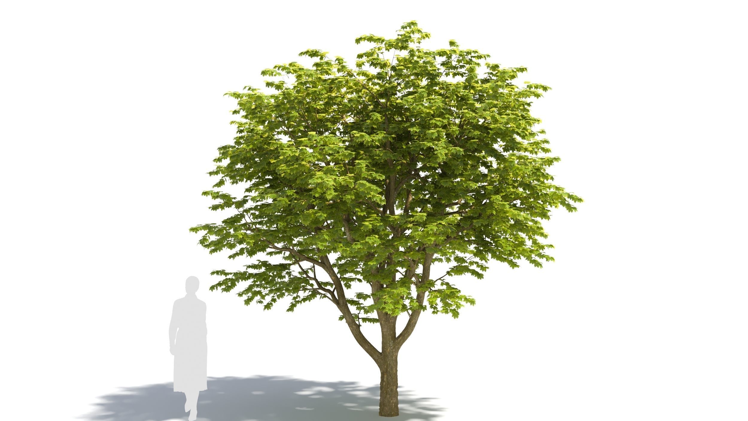 Sugar Maple tree 3D model_6