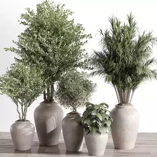 houseplants-indoor-004