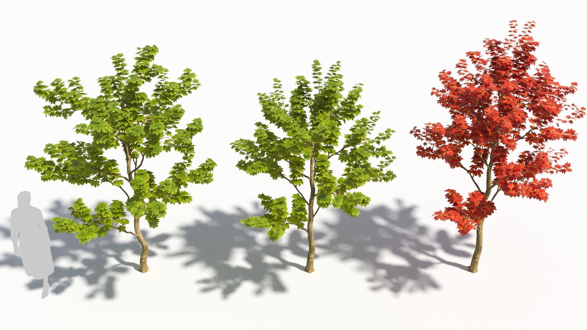 Sugar Maple tree 3D model_2
