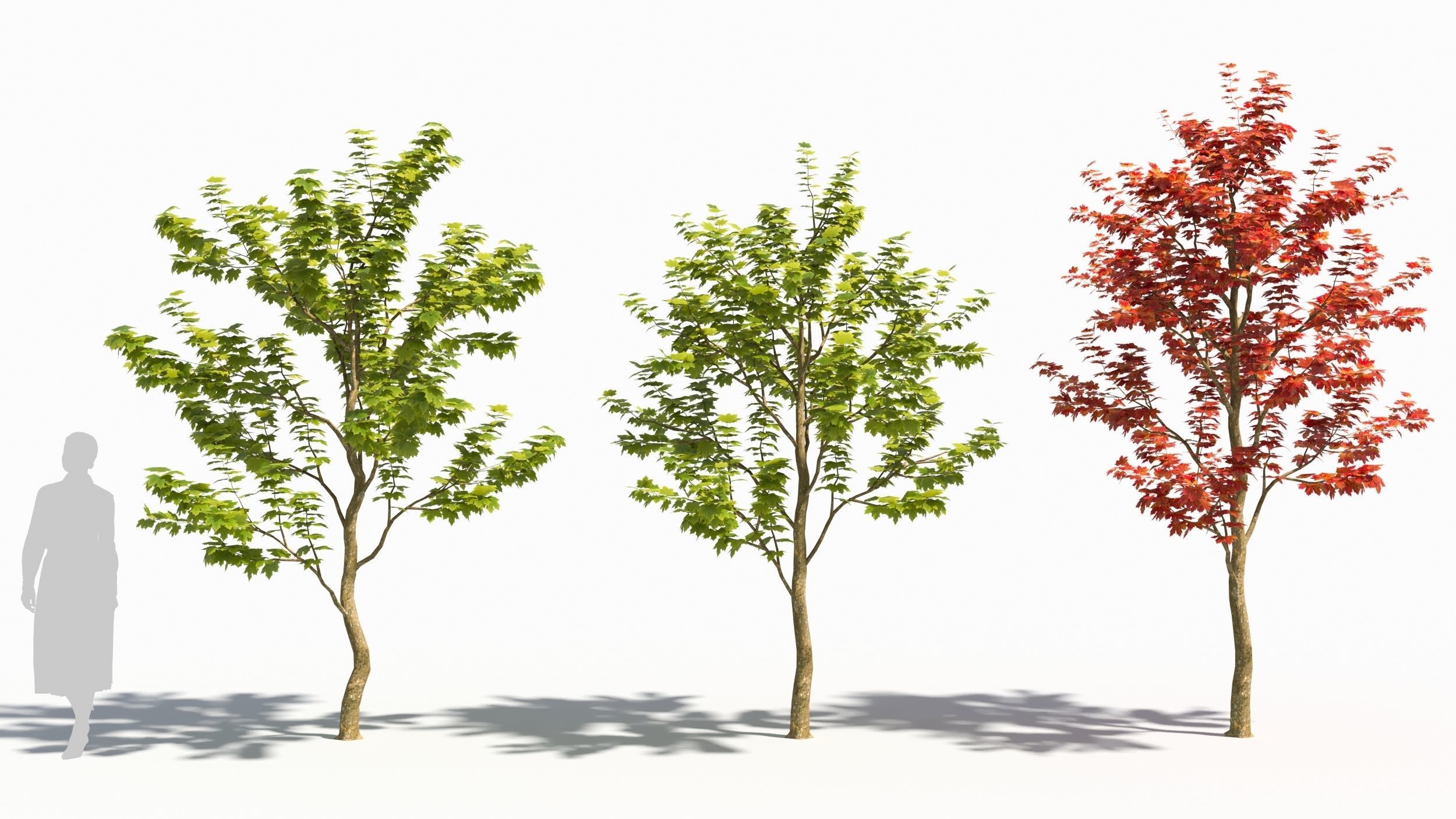 Sugar Maple tree 3D model_1