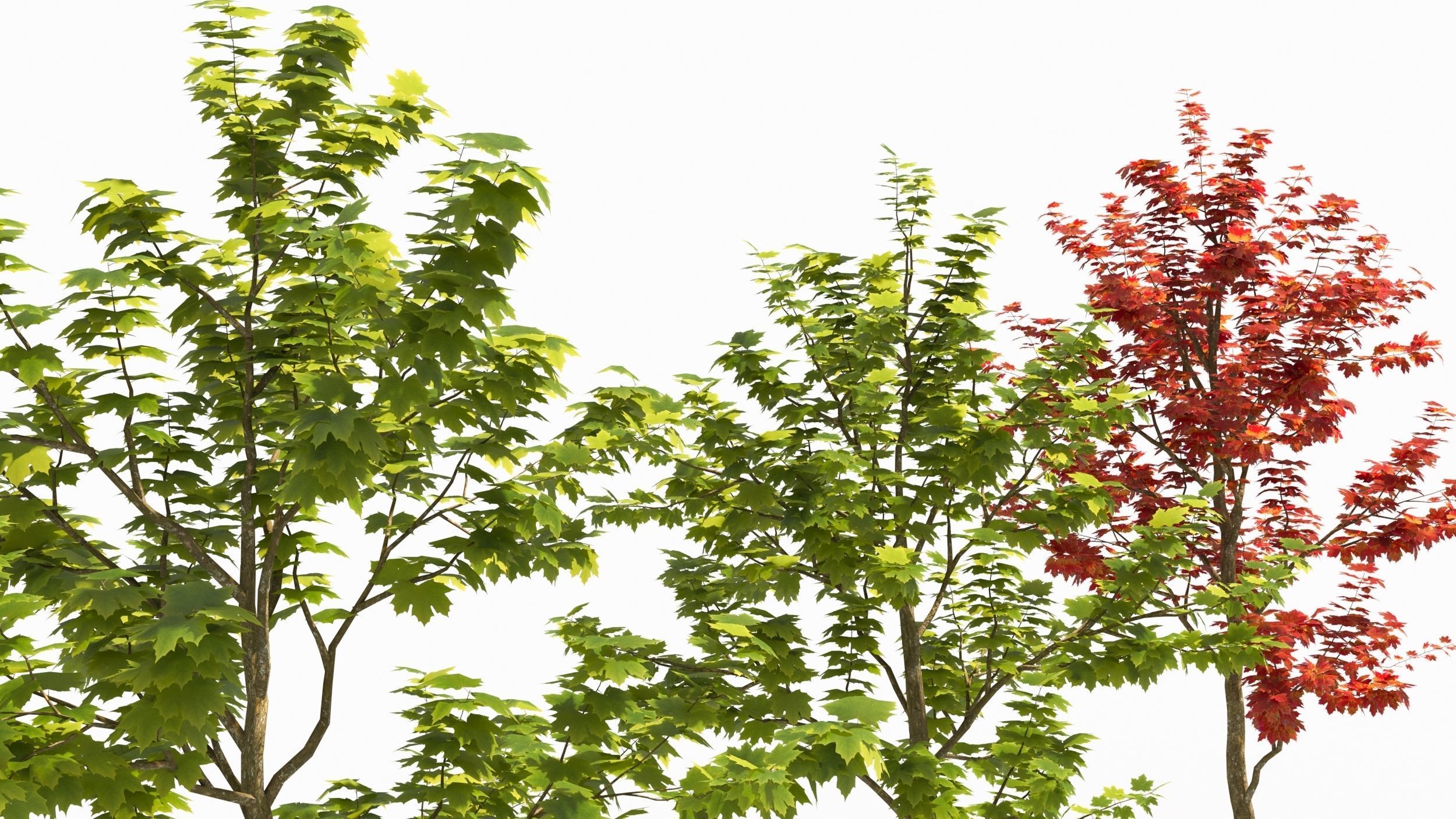 Sugar Maple tree 3D model_4