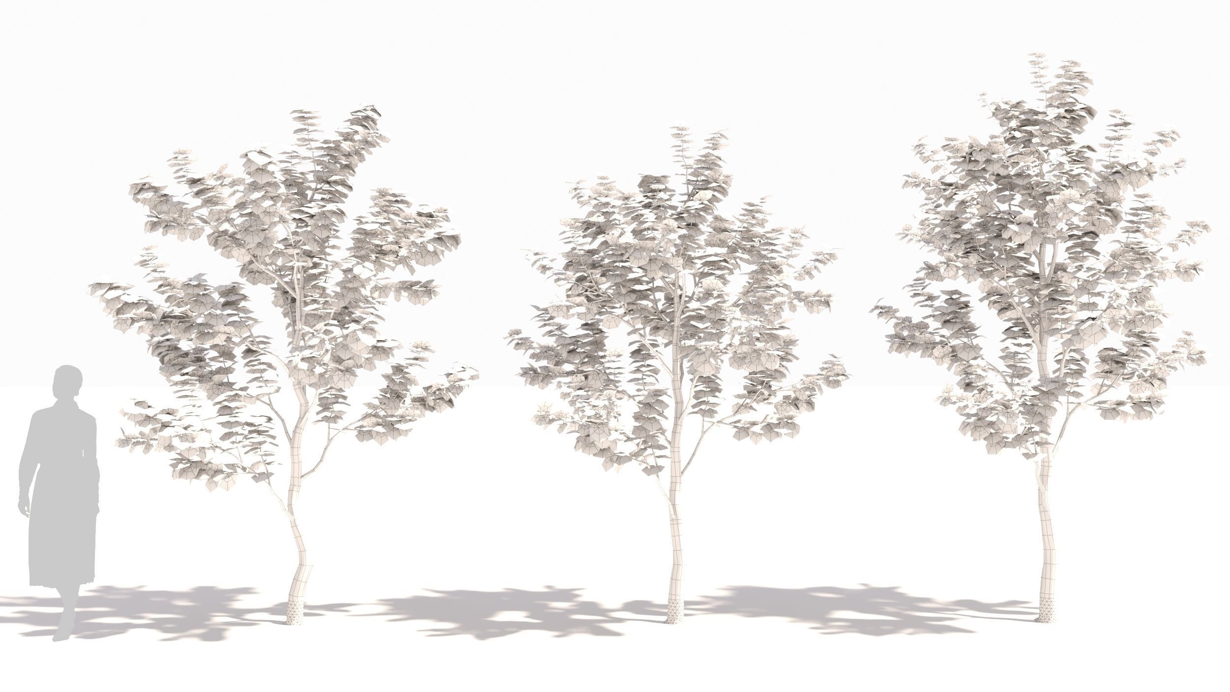 Sugar Maple tree 3D model_8