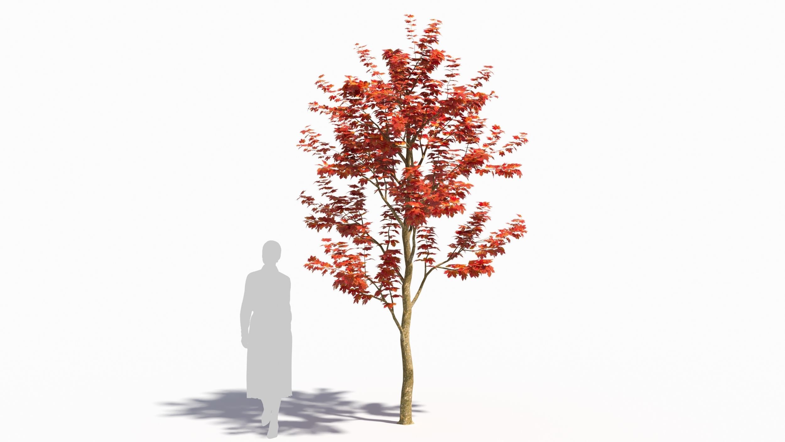 Sugar Maple tree 3D model_7