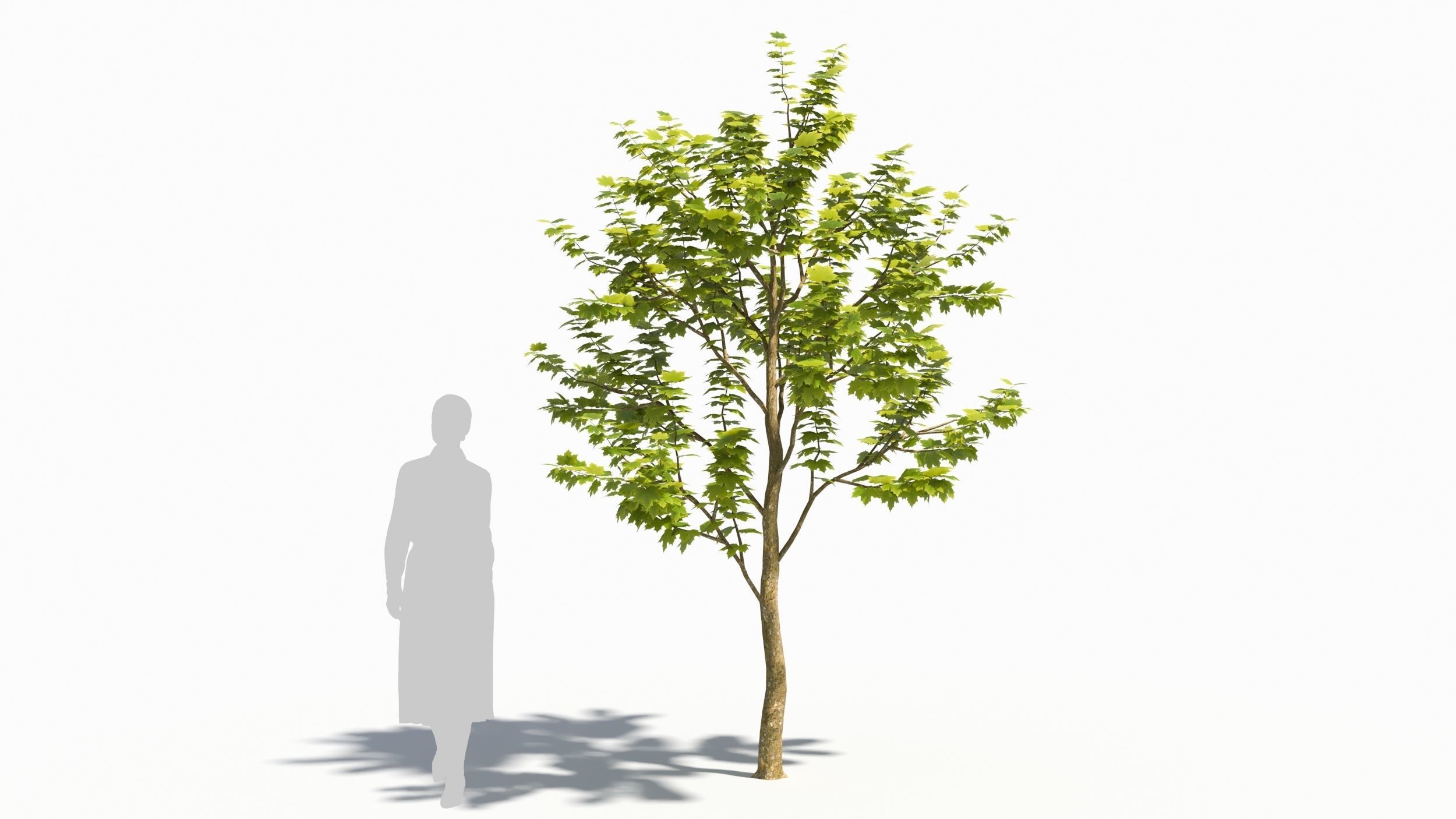 Sugar Maple tree 3D model_6