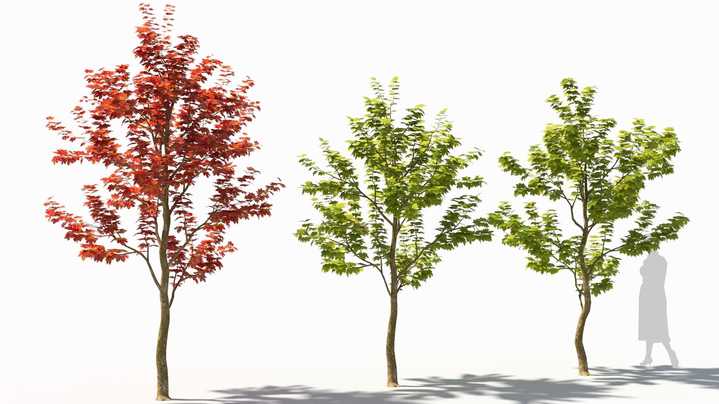 Sugar Maple tree 3D model_3