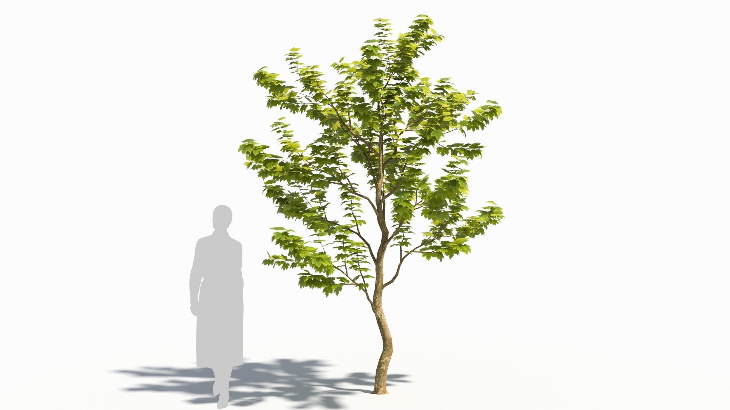 Sugar Maple tree 3D model_5