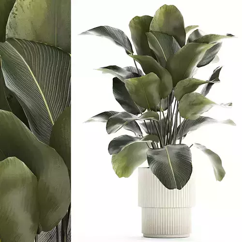 Beautiful Exotic Plant Calathea Lutea In A Pot 1263 3D model