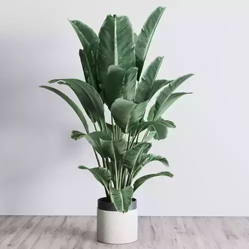indoor plant 373 plant ravenala concrete dirt vase