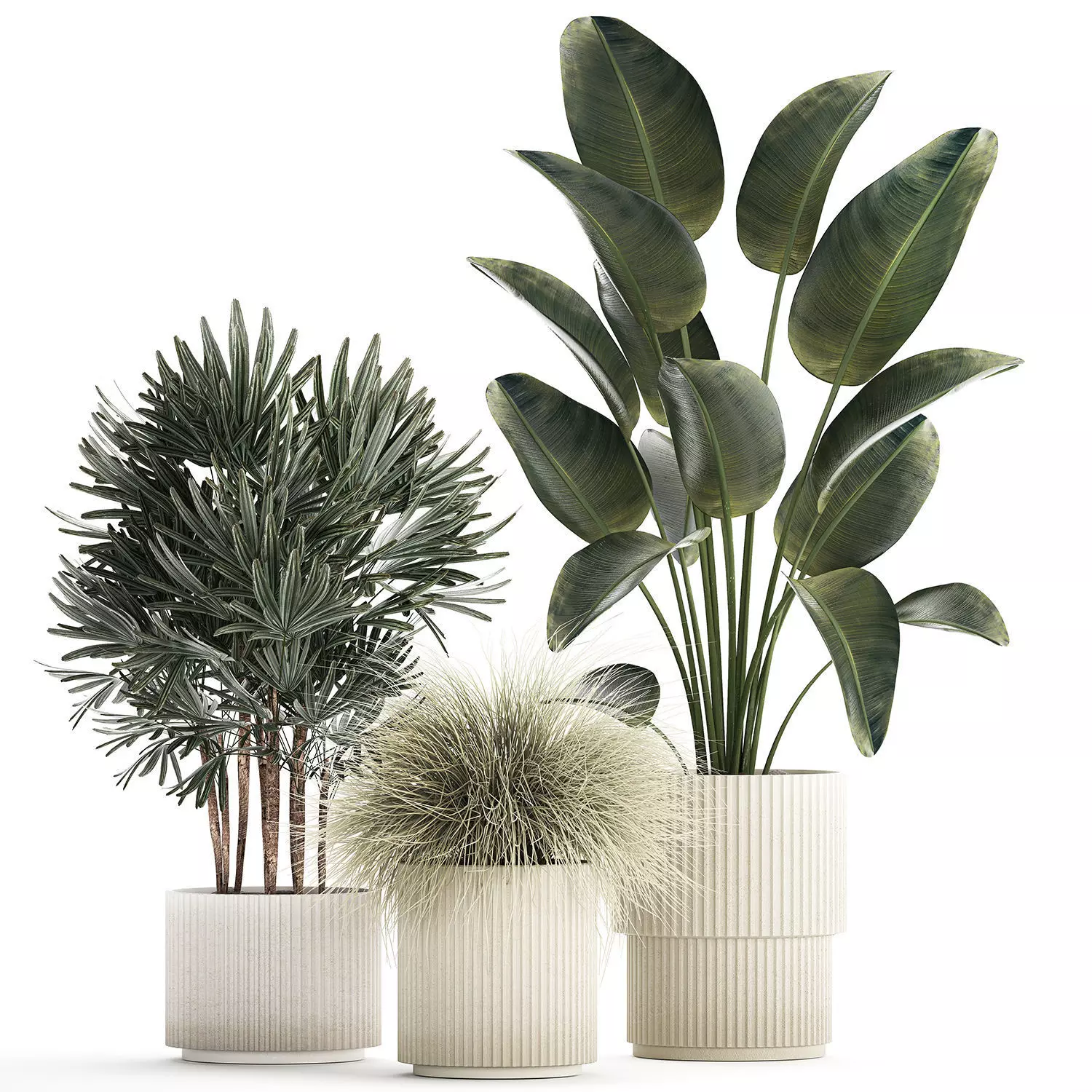 Beautiful Exotic Strelitzia Plants In A Pot 1264 3D model