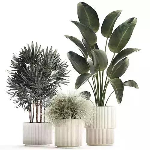 Beautiful Exotic Strelitzia Plants In A Pot 1264