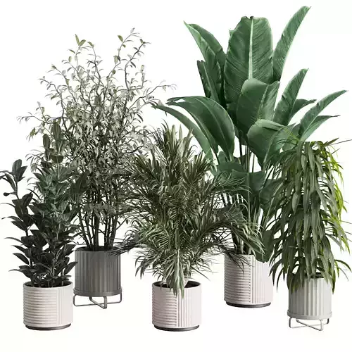 indoor plant set 372 plant ficus rubbery tree palm