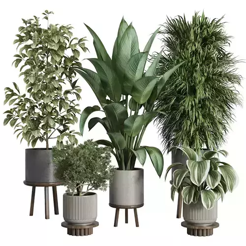 indoor plant set 376 plant ficus rubbery tree palm