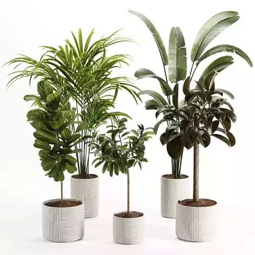 Indoor Plant-Set003