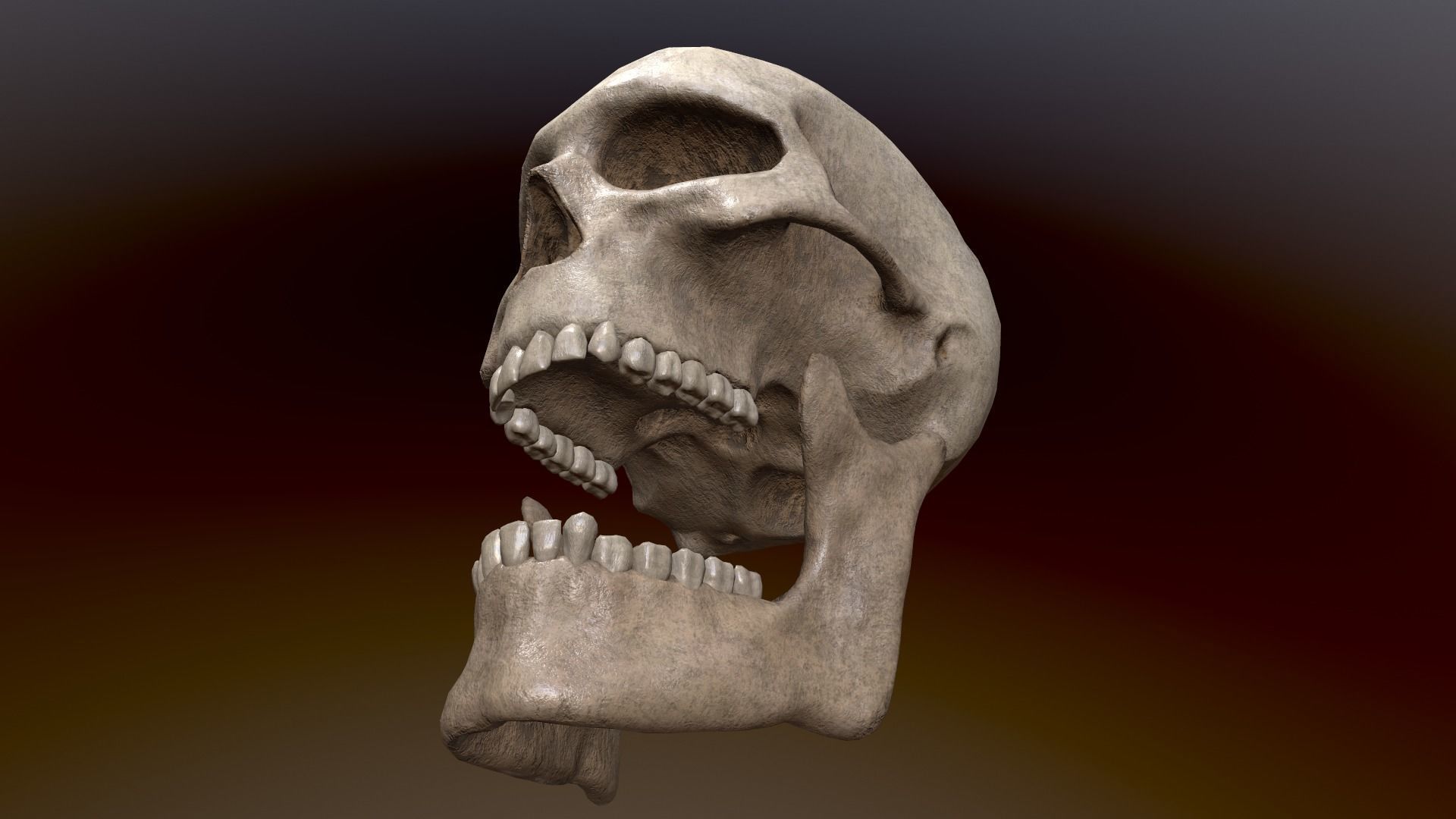 Human Skull Low Poly 3D model Low-poly 3D model_5