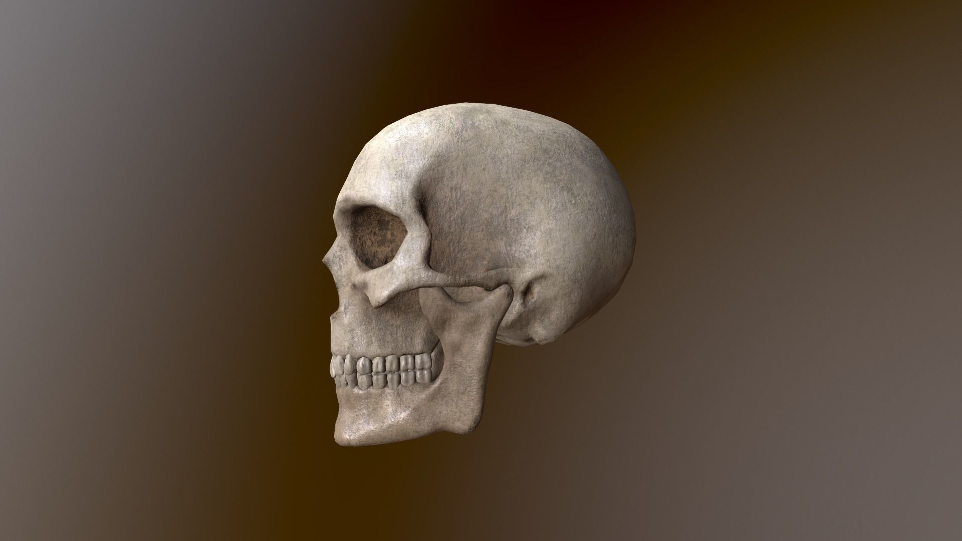Human Skull Low Poly 3D model Low-poly 3D model_2