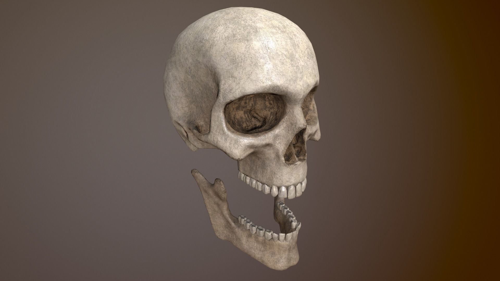 Human Skull Low Poly 3D model Low-poly 3D model_6