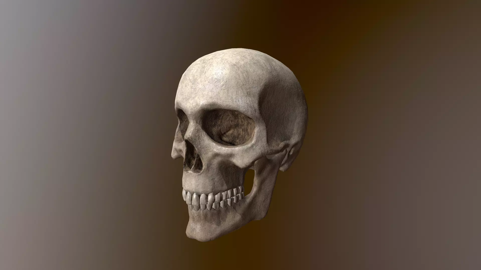 Human Skull Low Poly 3D model Low-poly 3D model_0