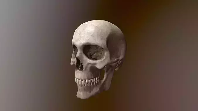 Human Skull Low Poly 3D model