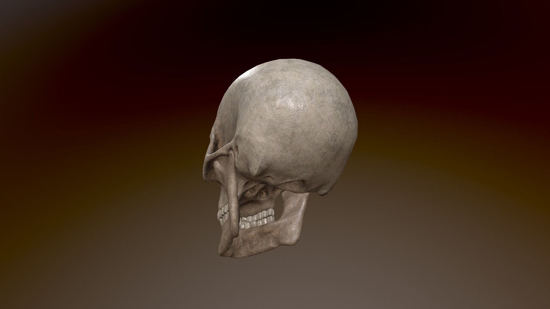 Human Skull Low Poly 3D model Low-poly 3D model_4