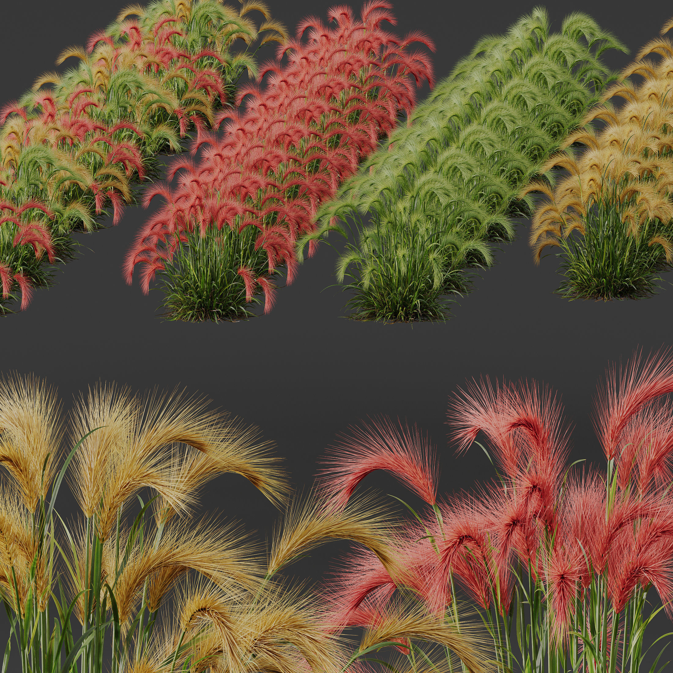 Plants Hordeum Jubatum Foxtail Barley Ornementale Orge Version02 3D model_4
