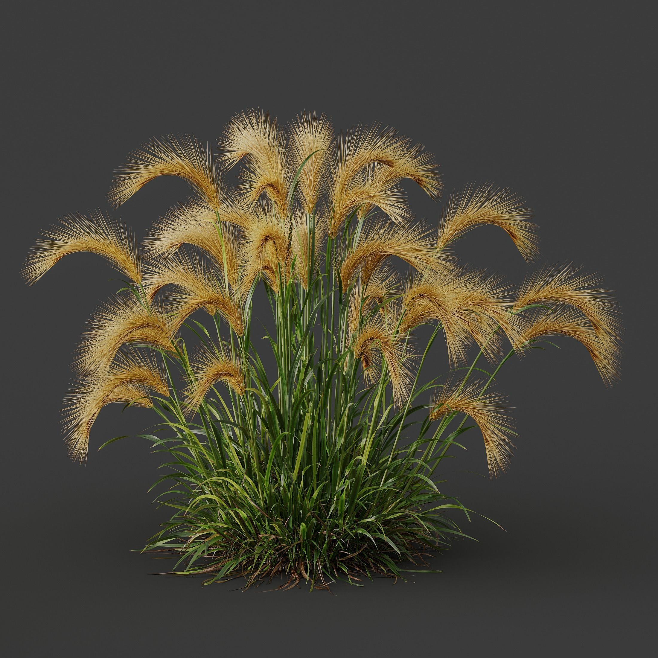 Plants Hordeum Jubatum Foxtail Barley Ornementale Orge Version02 3D model_3