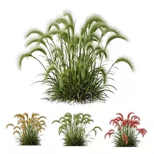 Plants Hordeum Jubatum Foxtail Barley Ornementale Orge Version02 3D model